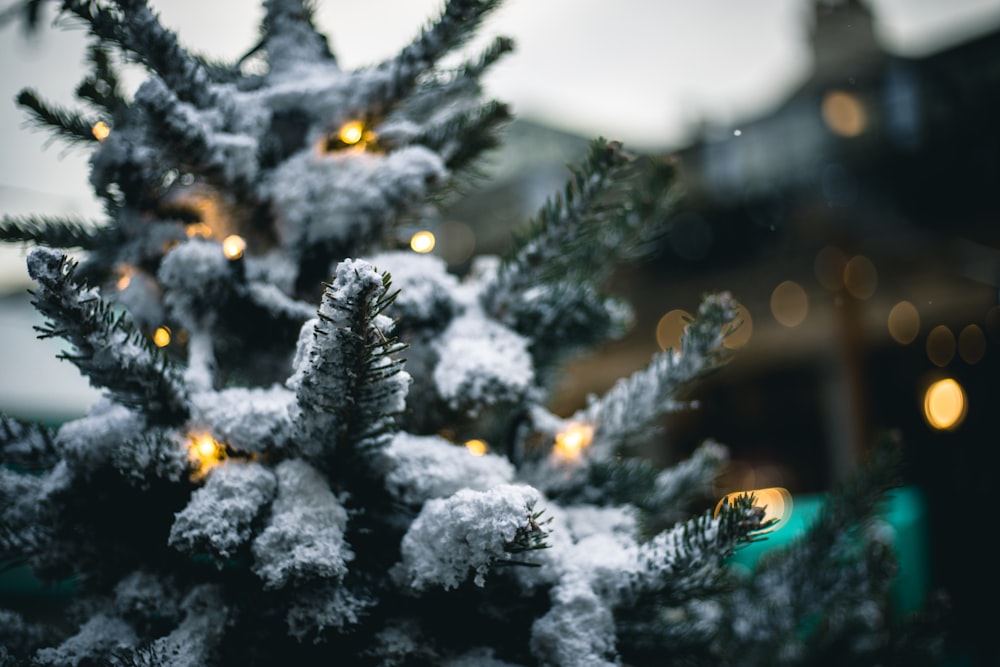 bokeh photography of a snowy pine tree