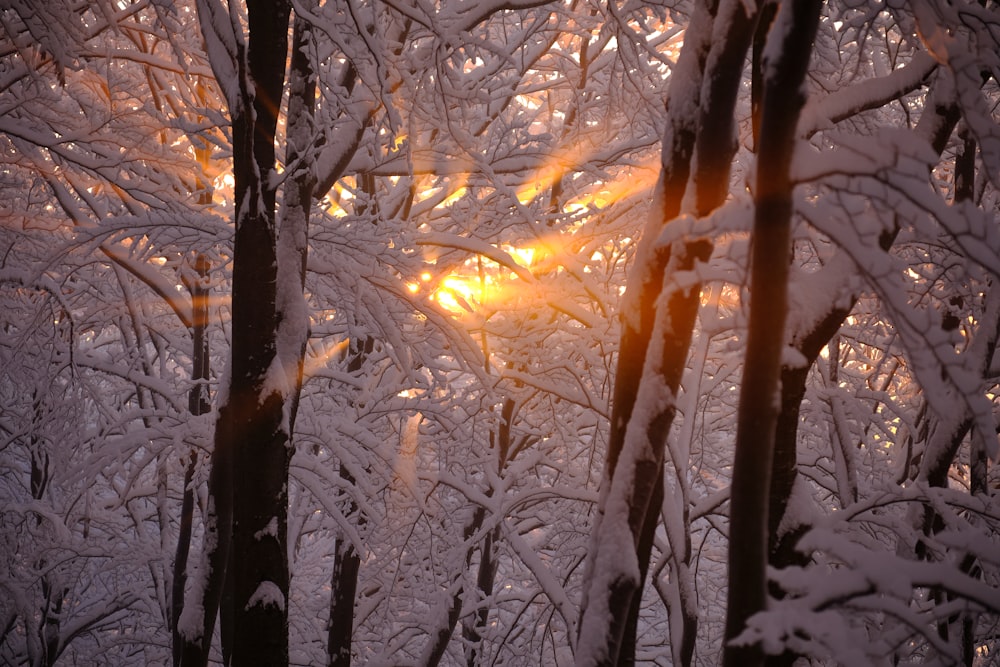 white trees