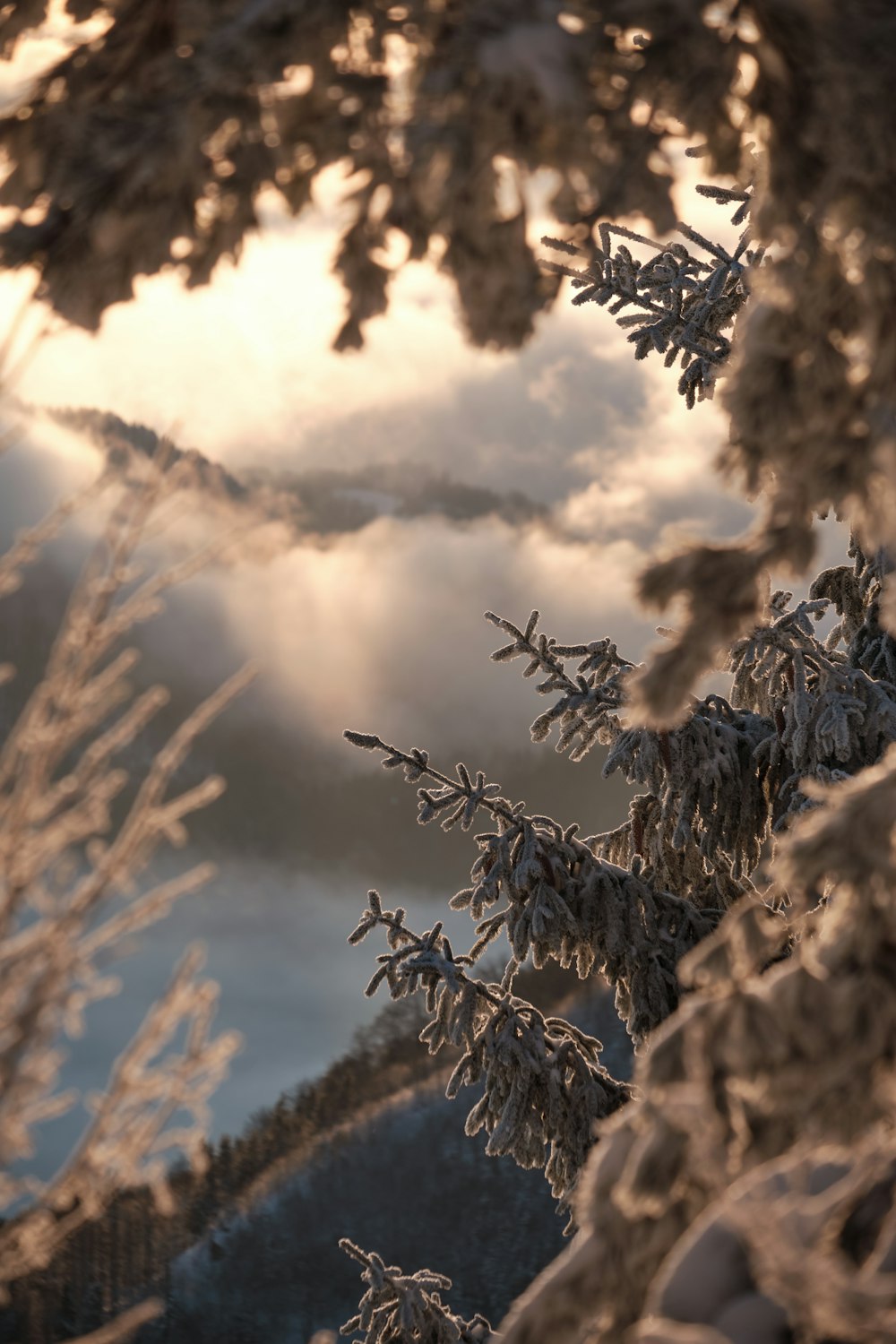 shallow focus photo of snow covered leaves