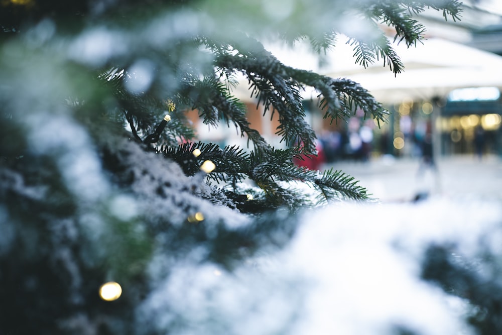 sapin de Noël vert