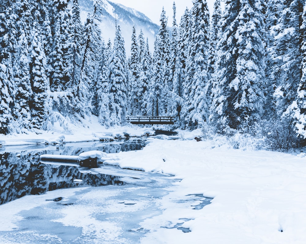 forest trees with snow photograph