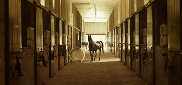 Horse standing in the aisle of a wooden stable