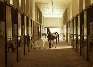 horse standing between stables