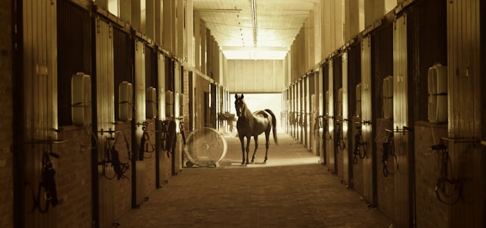 Horse standing between stables