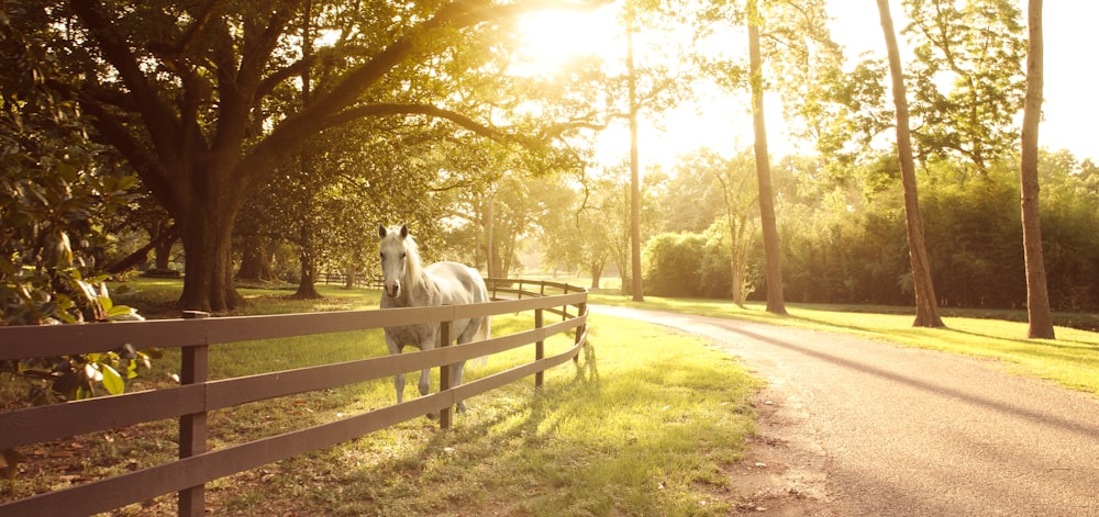 horse stanidng besideedgreen trass