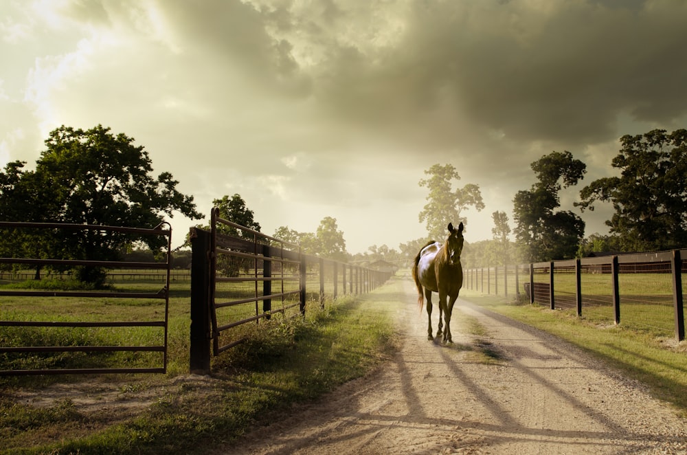 horse on dirt road by fences at daytime