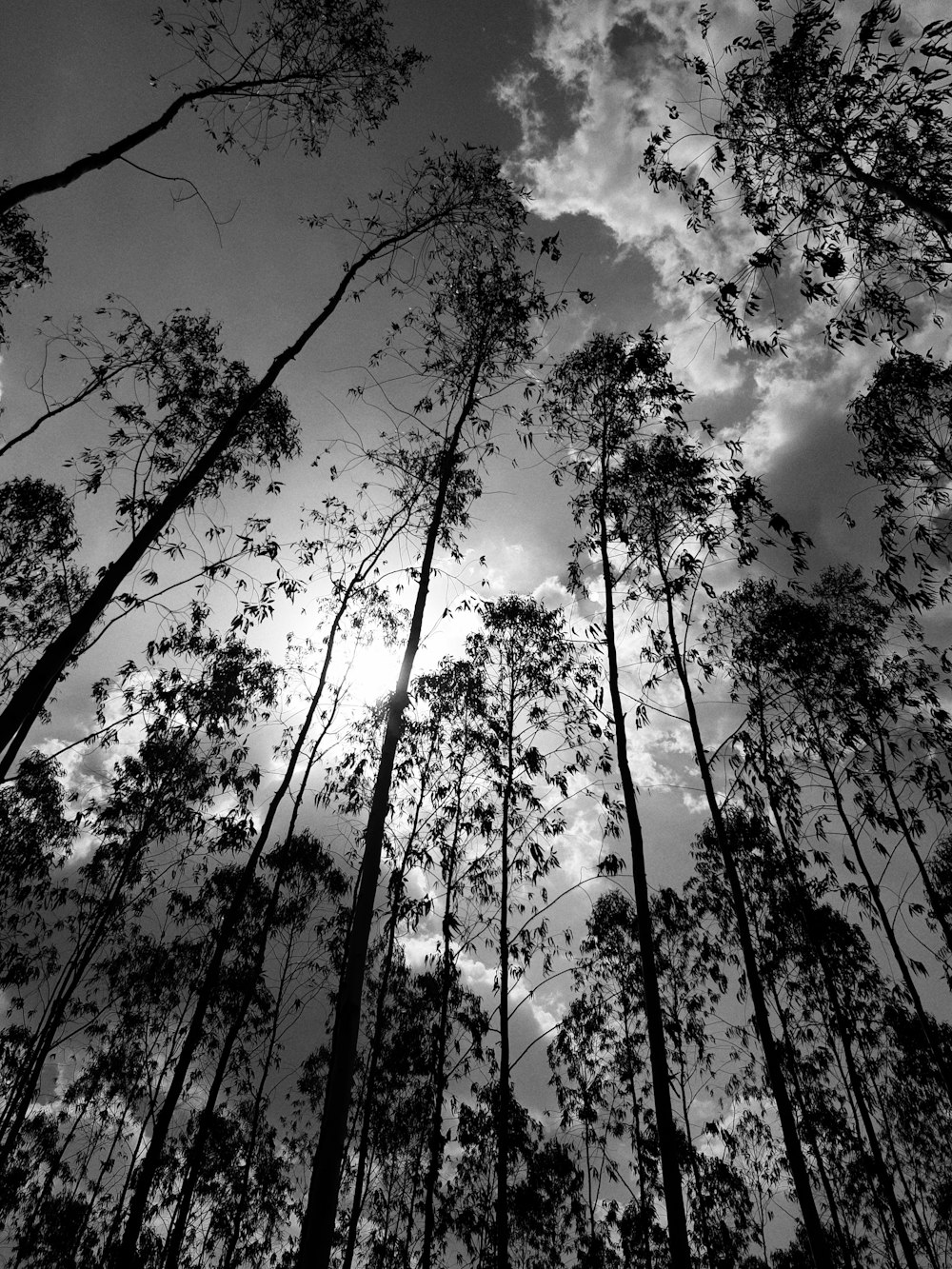 worm view photo of trees under cloudy sky