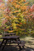 Children painting colorful leaves on paper at a sunny park picnic table.