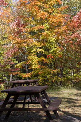 Children painting colorful leaves on paper at a sunny park picnic table.