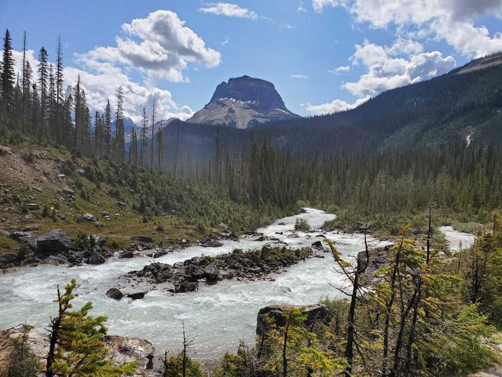 river with stone between trees