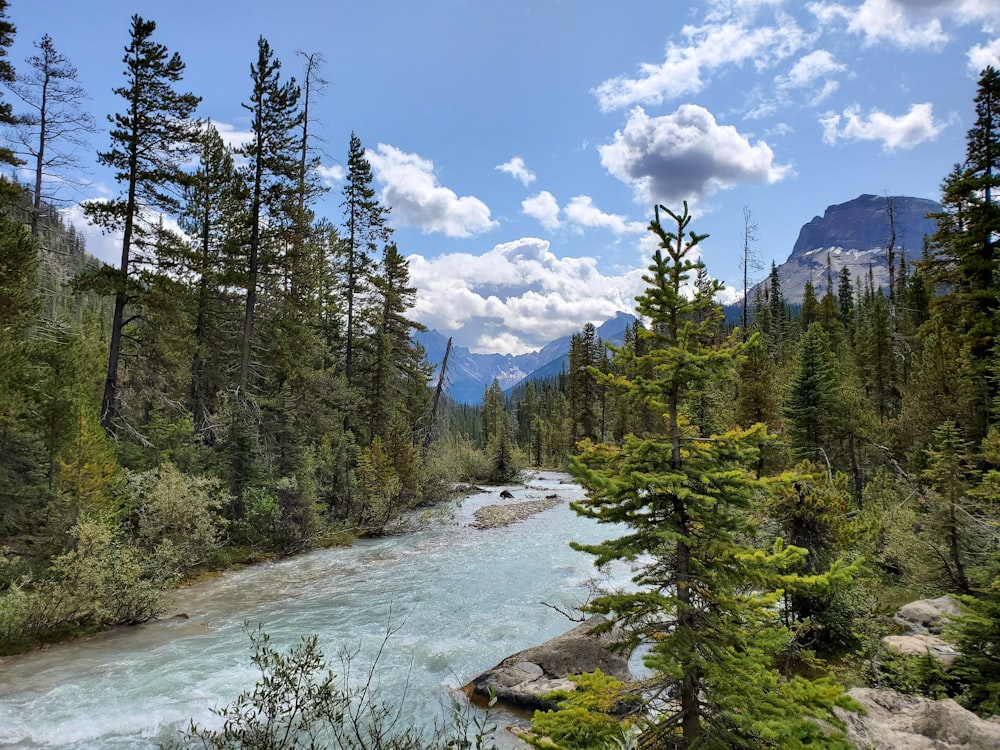 river between trees