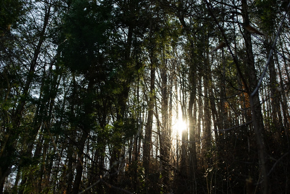 green trees