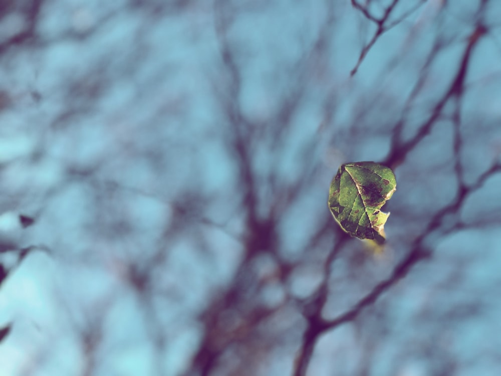 une feuille qui est assise sur une branche d’arbre