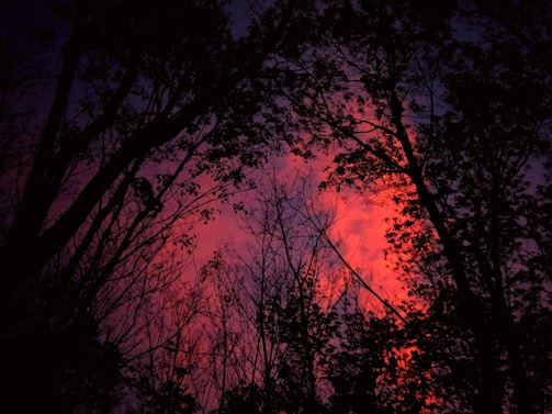 Silhouettes of trees against a glowing red sky at dusk.