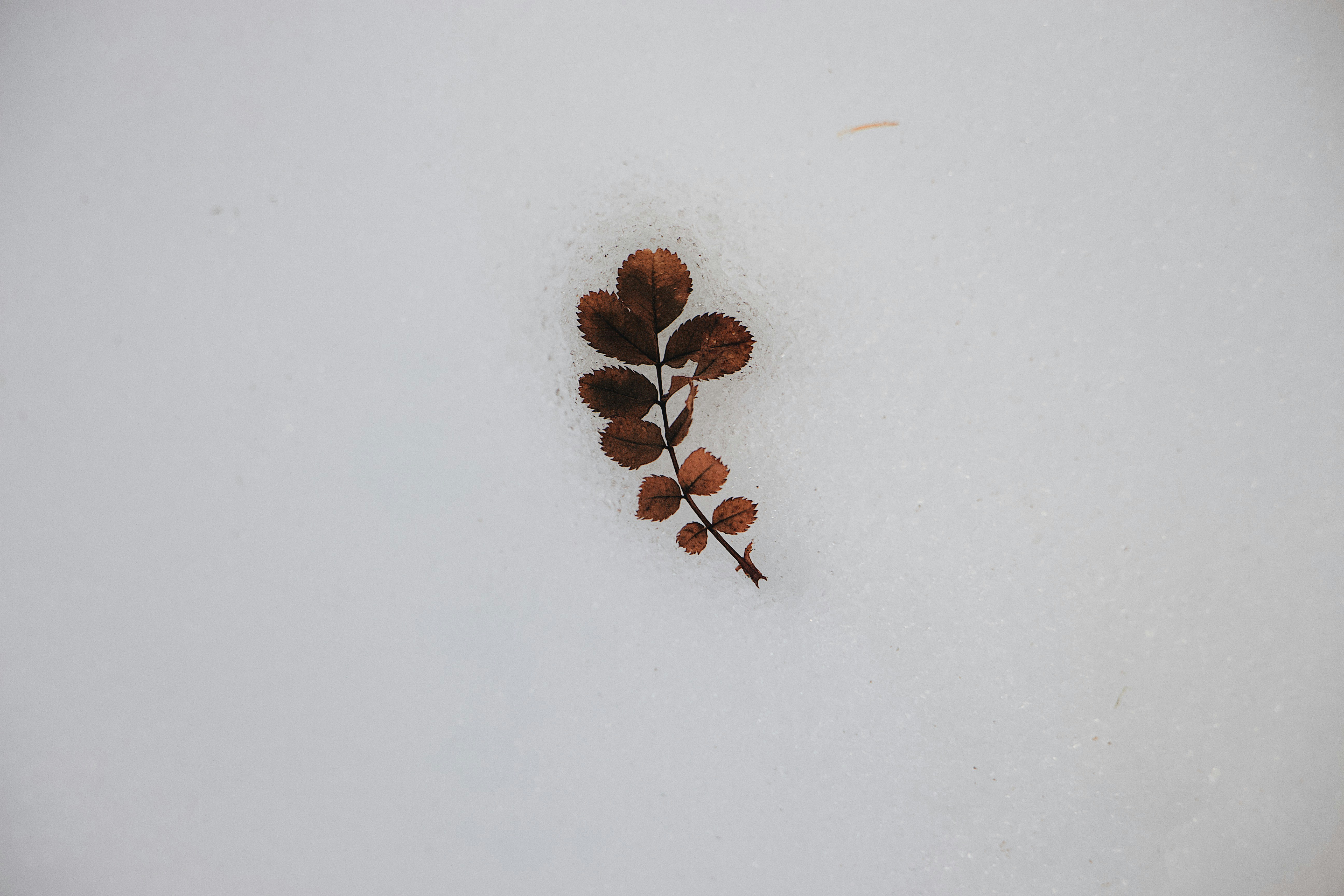 brown rose leaves on snow field