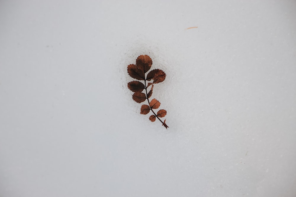 brown rose leaves on snow field