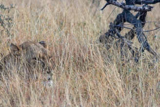 A lioness stealthily approaching her prey in tall grass.