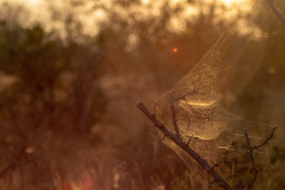 macro photography of spider cobweb