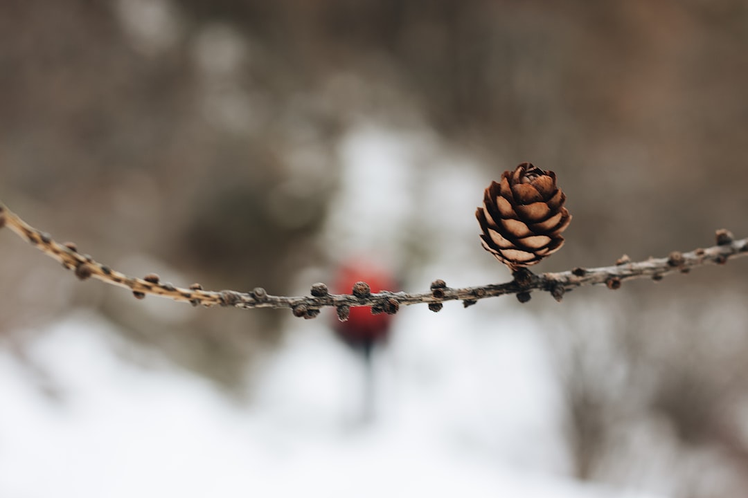 macro photography of brown pinecone