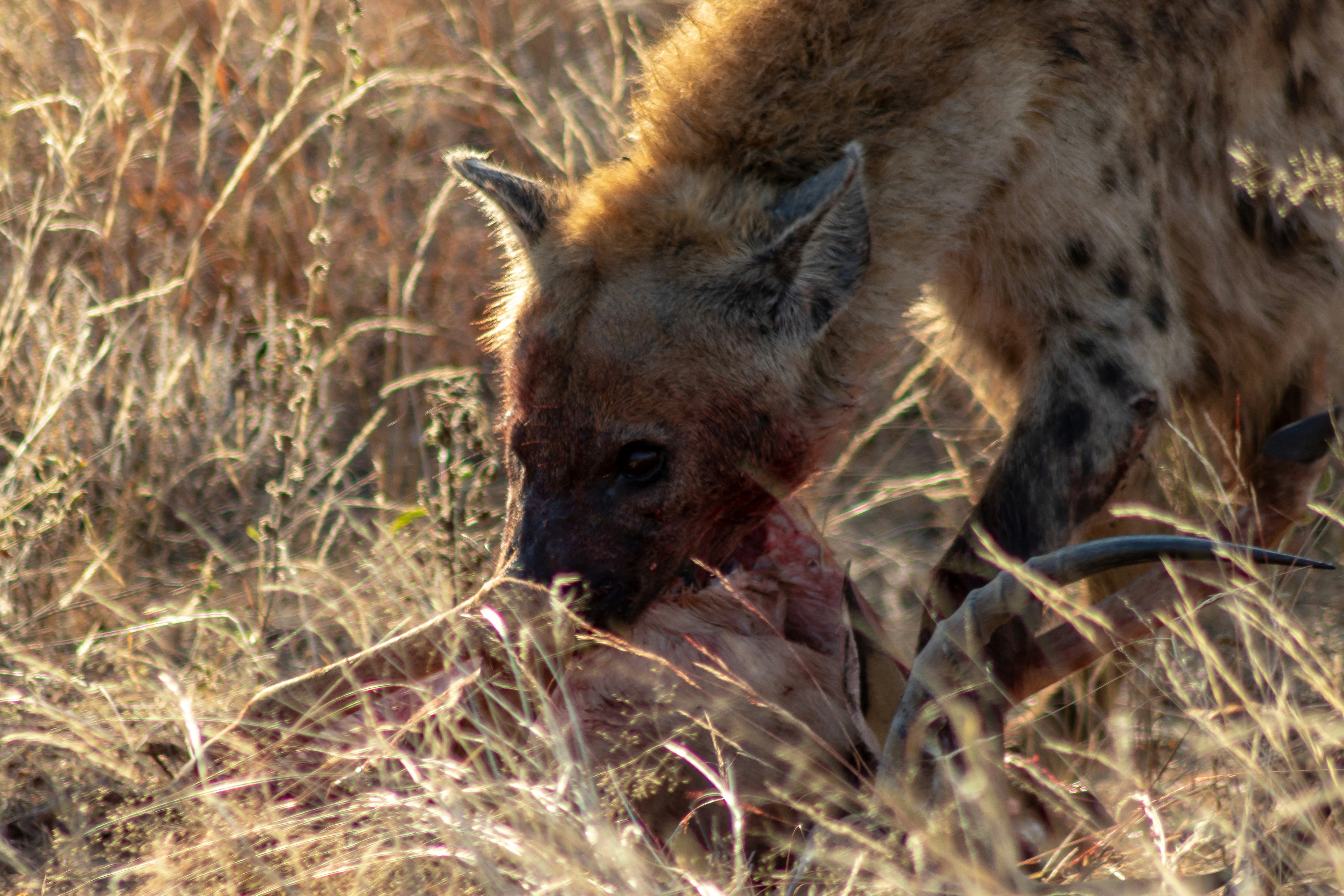 Understanding the Hyena Operator: A Comprehensive Guide