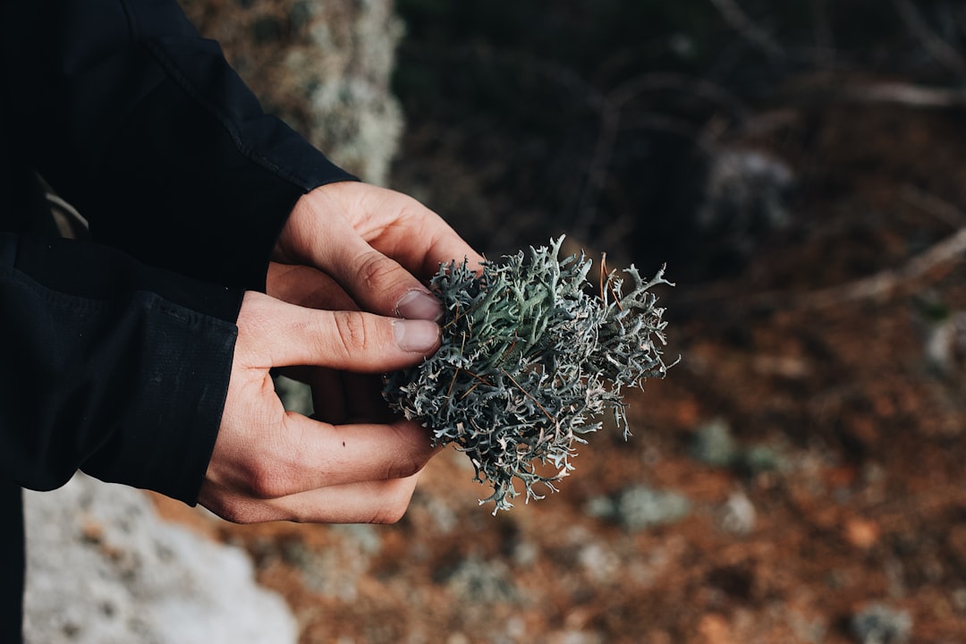 person holding green grasses