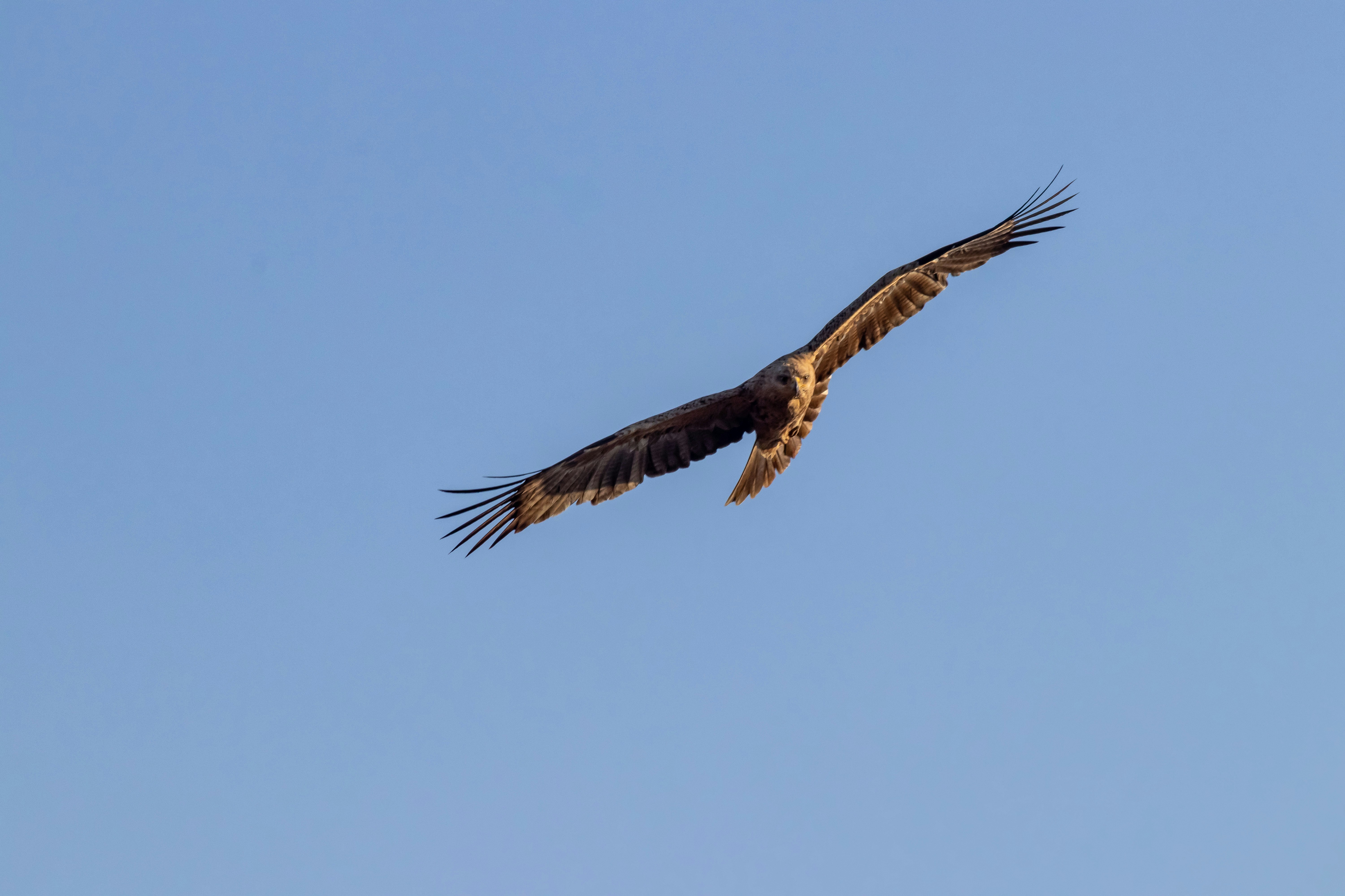 brown eagle flying in the sky