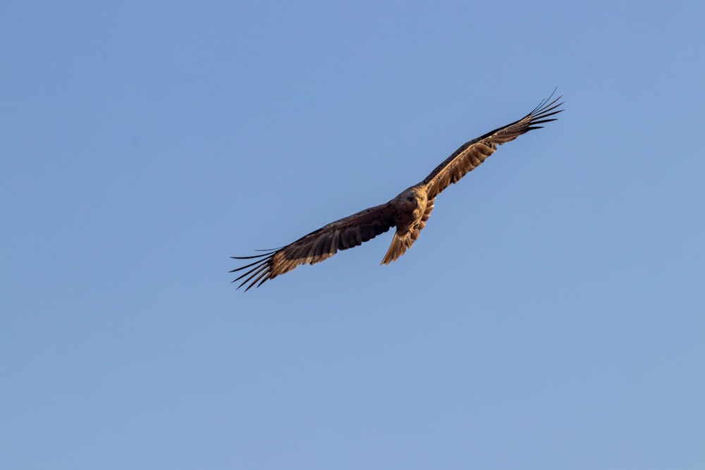 brown eagle flying in the sky