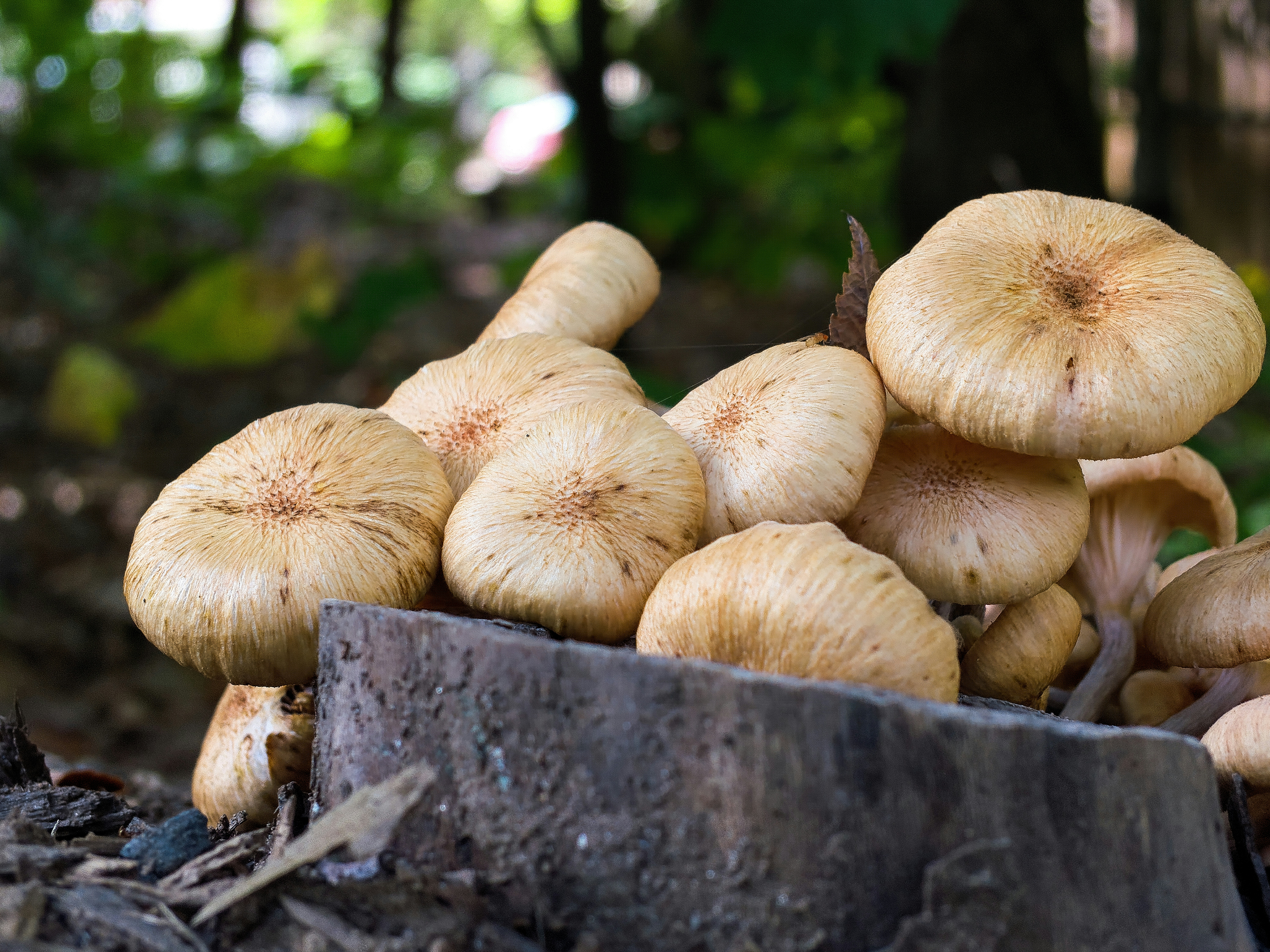 Maitake Mushroom for Blood Sugar: The D-Fraction Reality Check