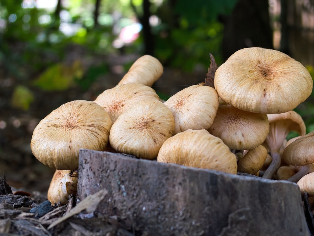 brown mushrooms