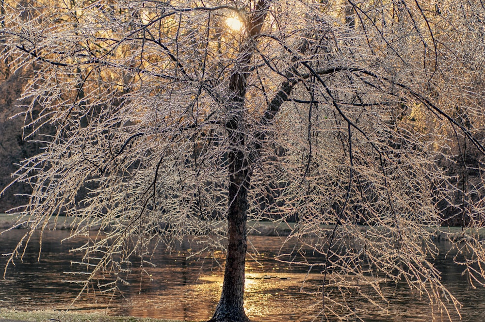 white-leafed tree near lake during dawn