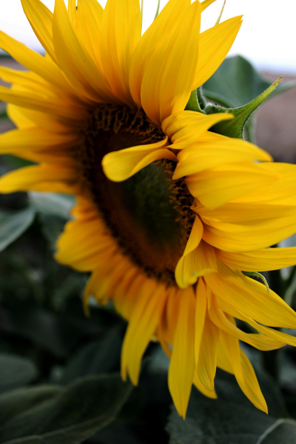 round yellow sunflower