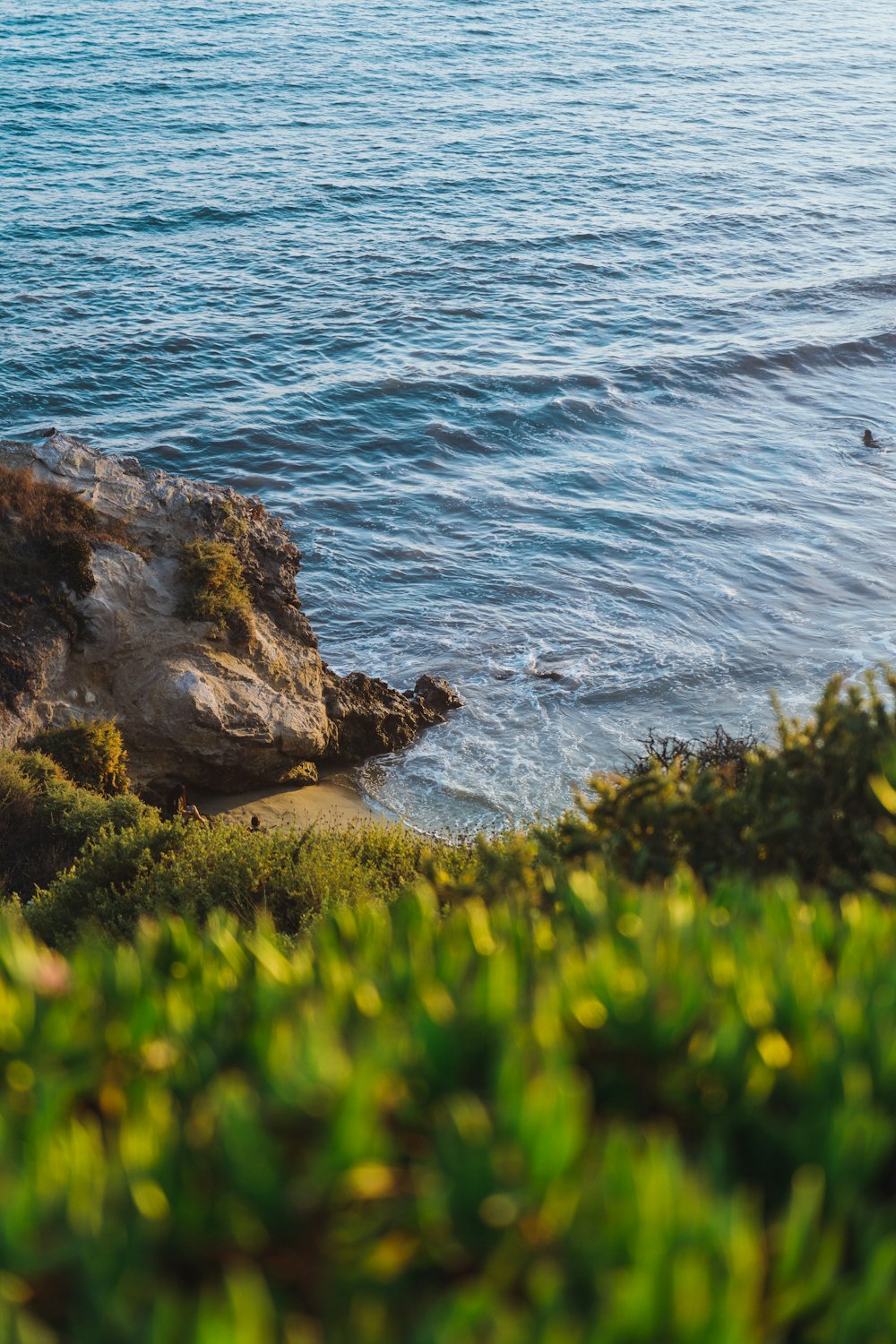 plant and rocky island during day