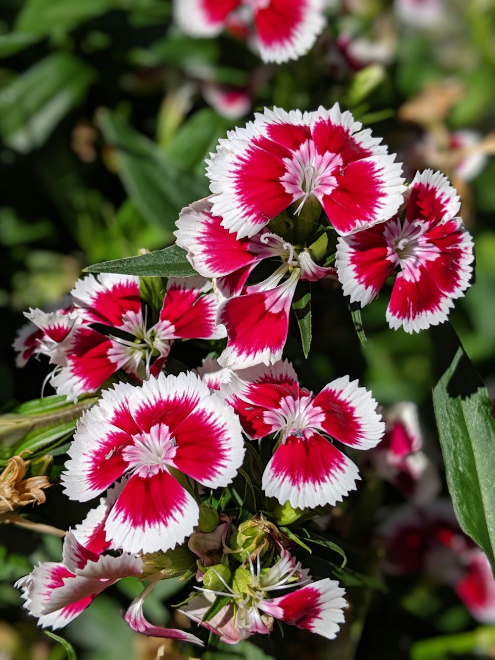 shallow focus photo of red flowers