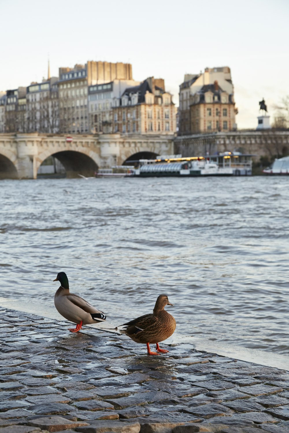 two brown and white ducks