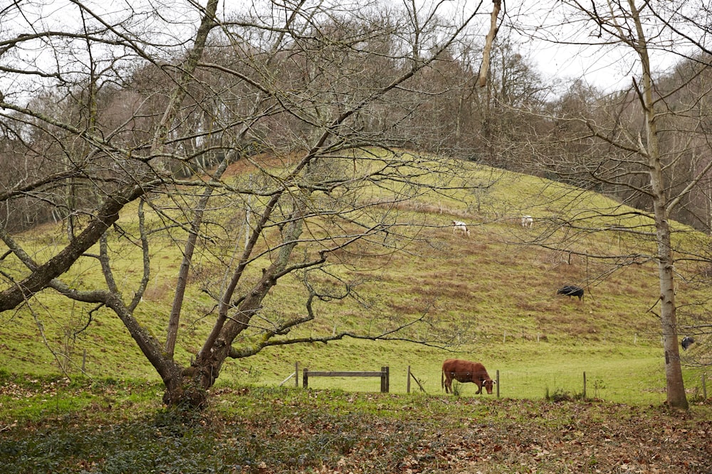 brown cattle eating grass on field