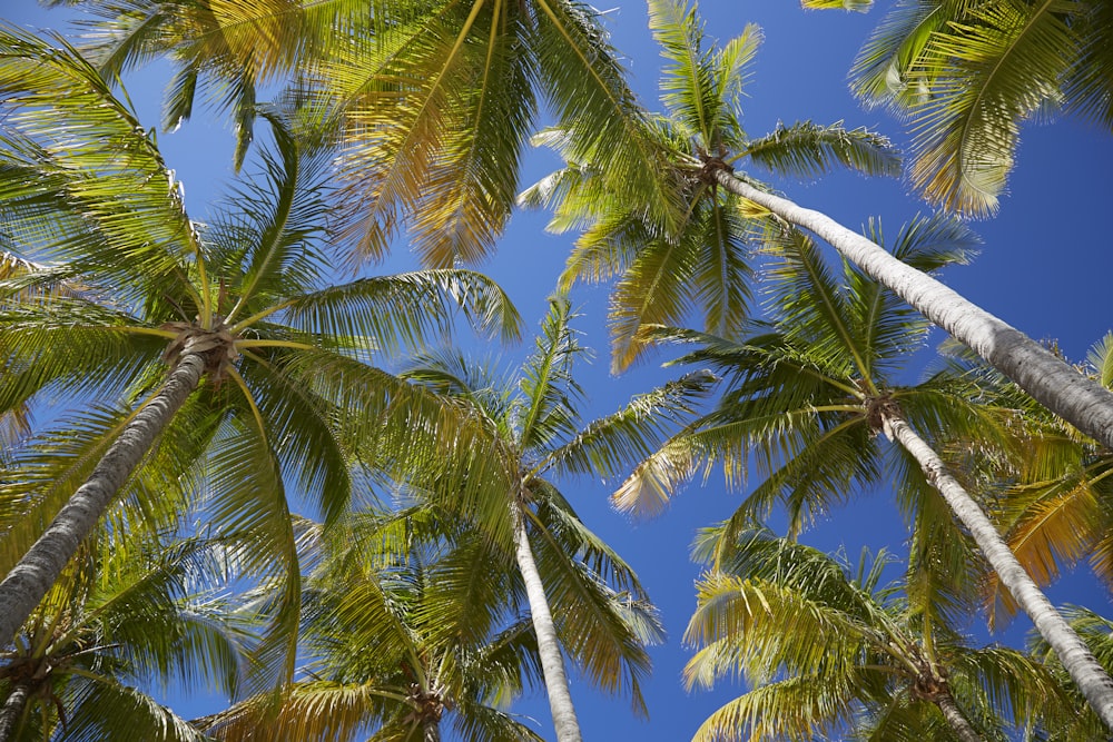 coconut trees