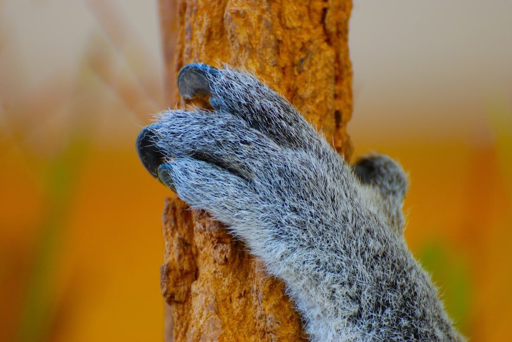 pie de animal gris y negro en el tronco del árbol