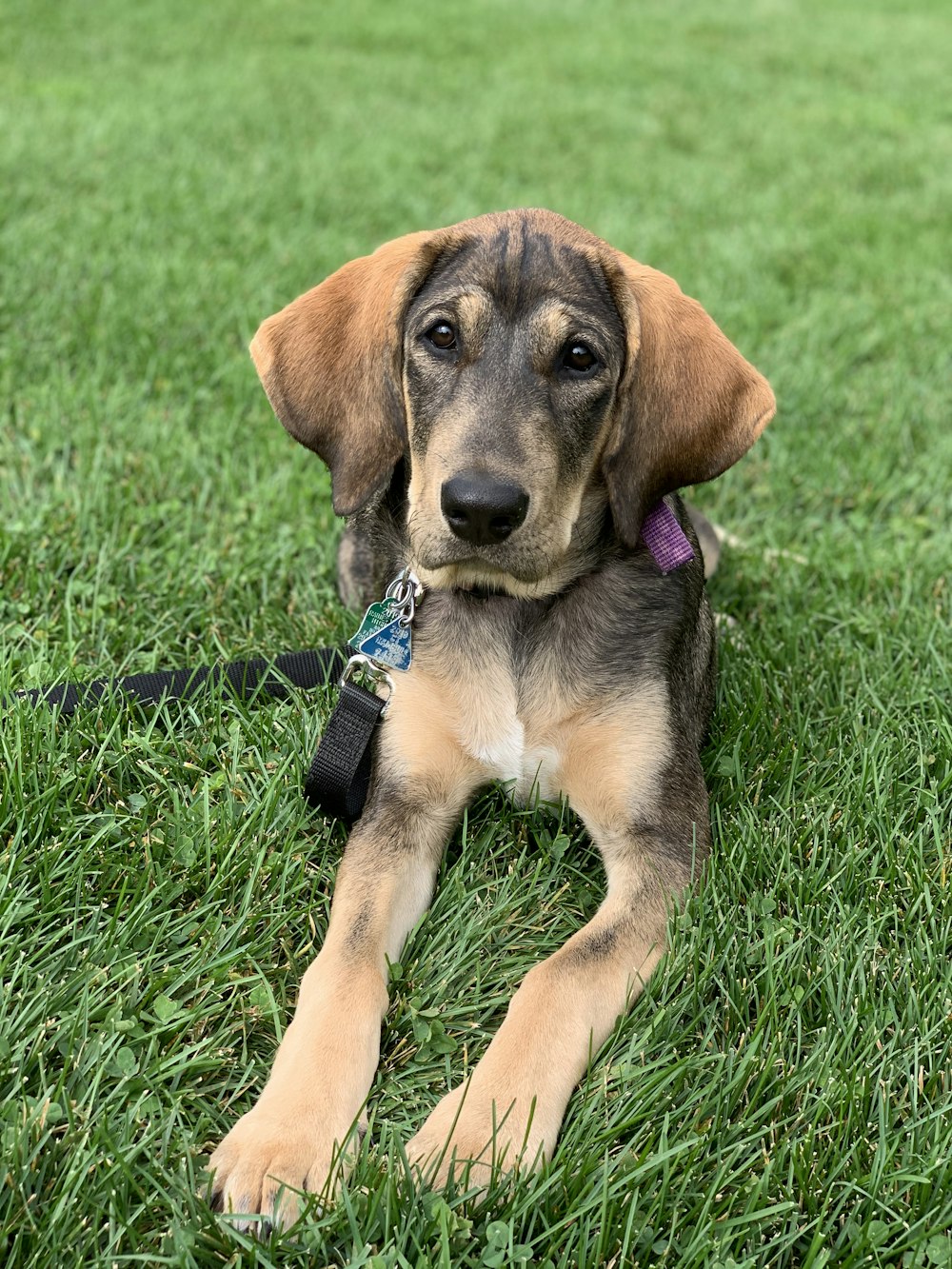 short-coated brown dog lying on grass