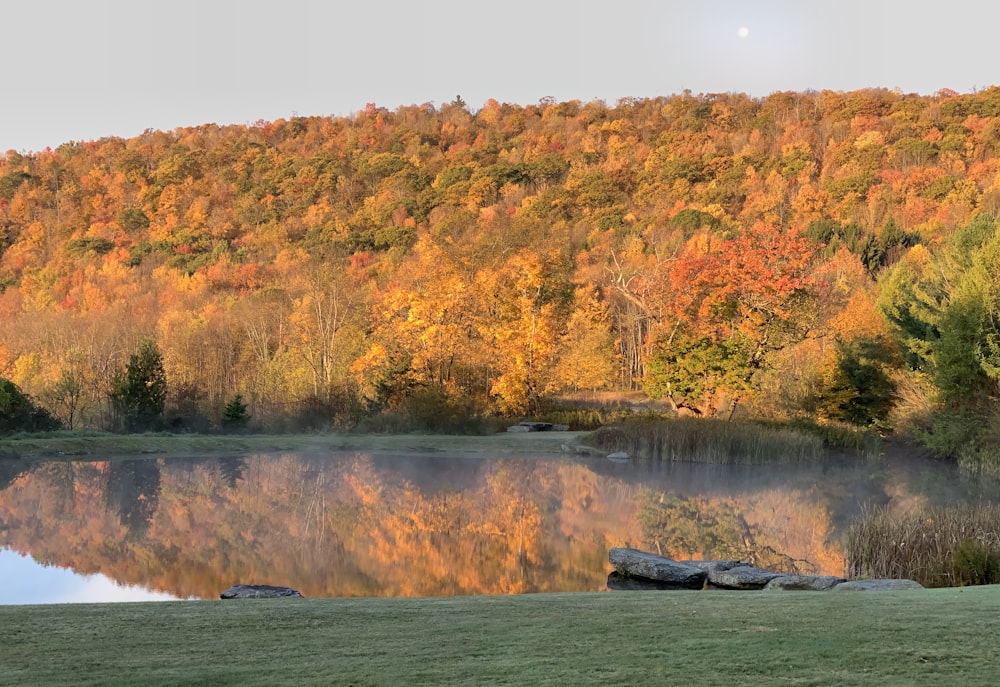 forest and body of water during day