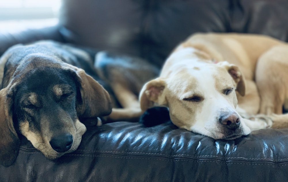 two dogs lying on black textile