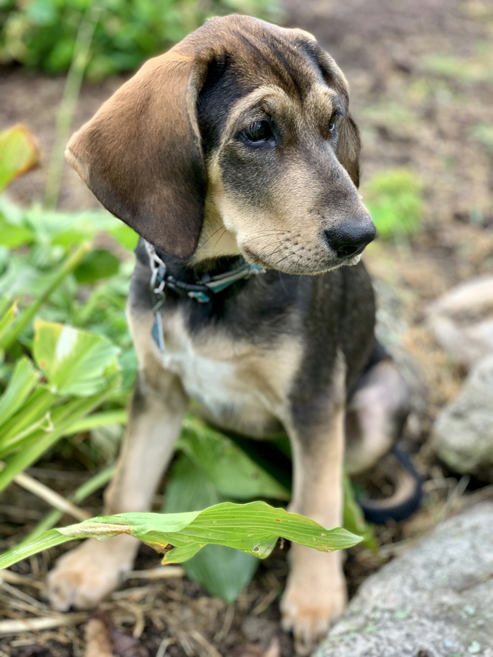 Hund sitzt auf Erde neben grüner Pflanze