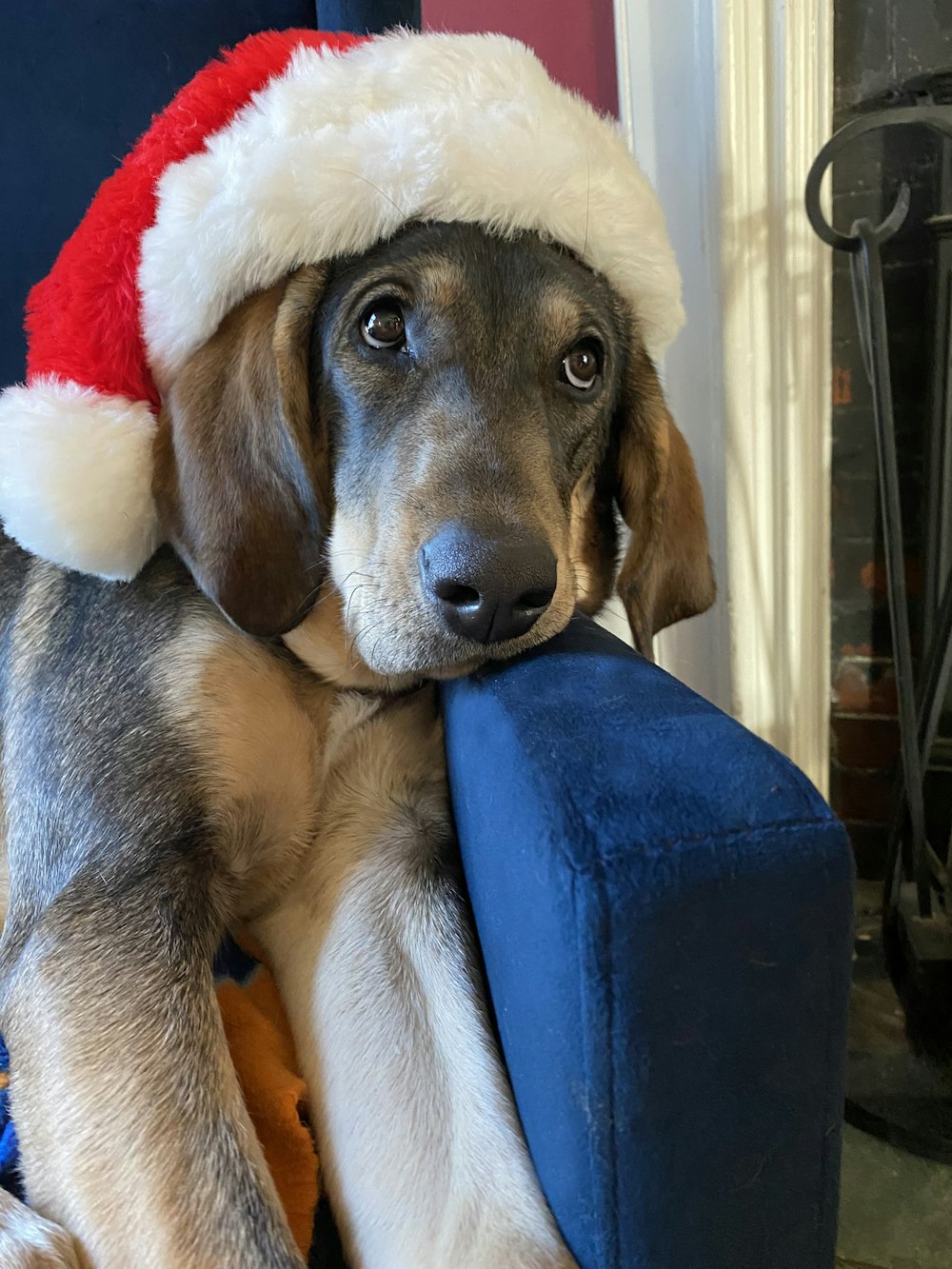 dog wearing Santa hat sitting on sofa