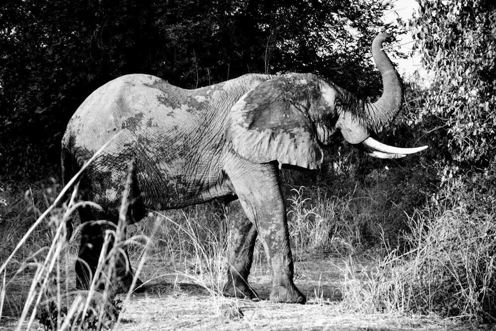 elephant photograph
