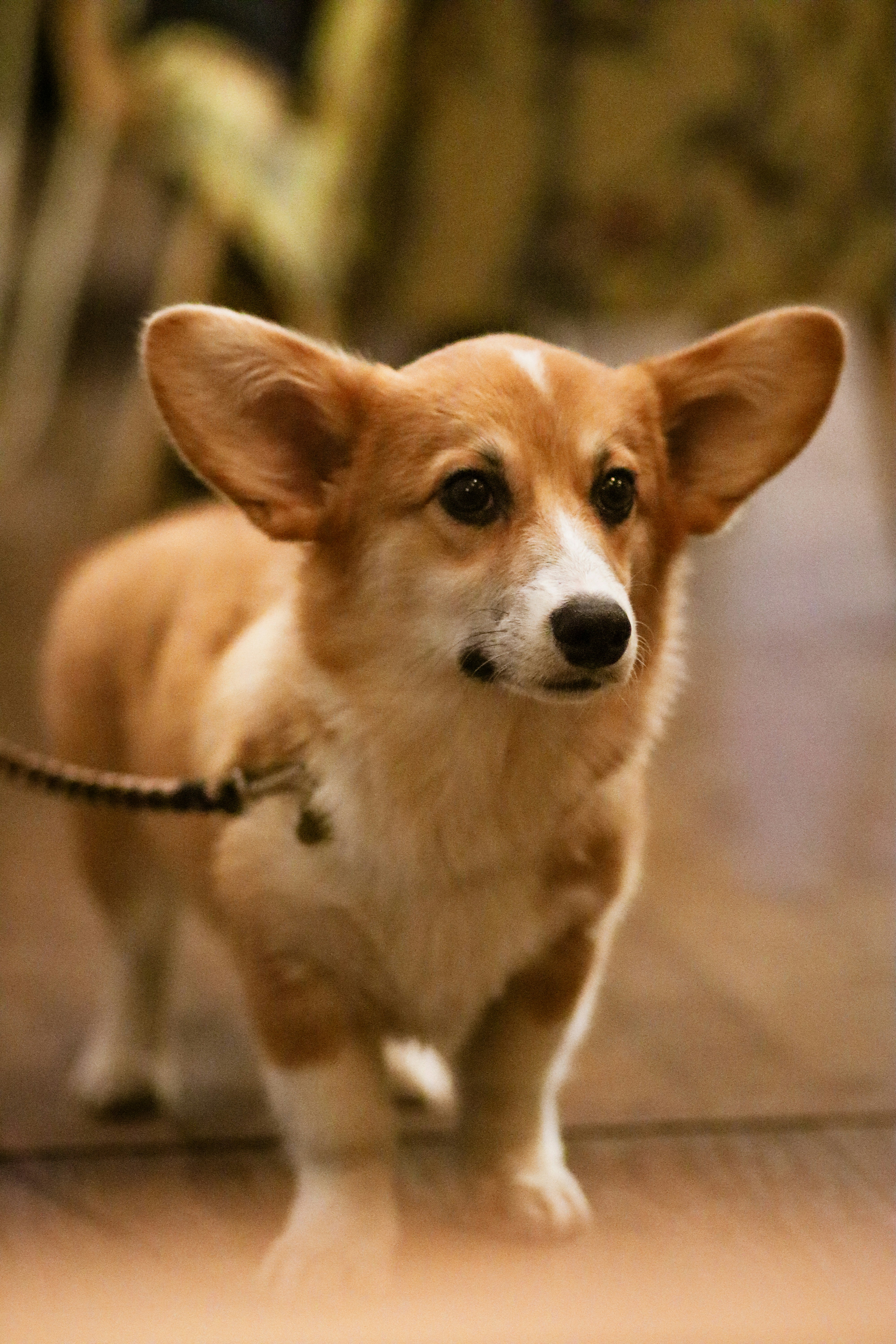 大人のペンブローク ウェルシュ コーギー リード付きの写真 Unsplashで見つける茶色の無料写真