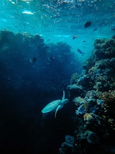 A colorful underwater scene showing a sea turtle gliding near coral reefs at Surin Islands.