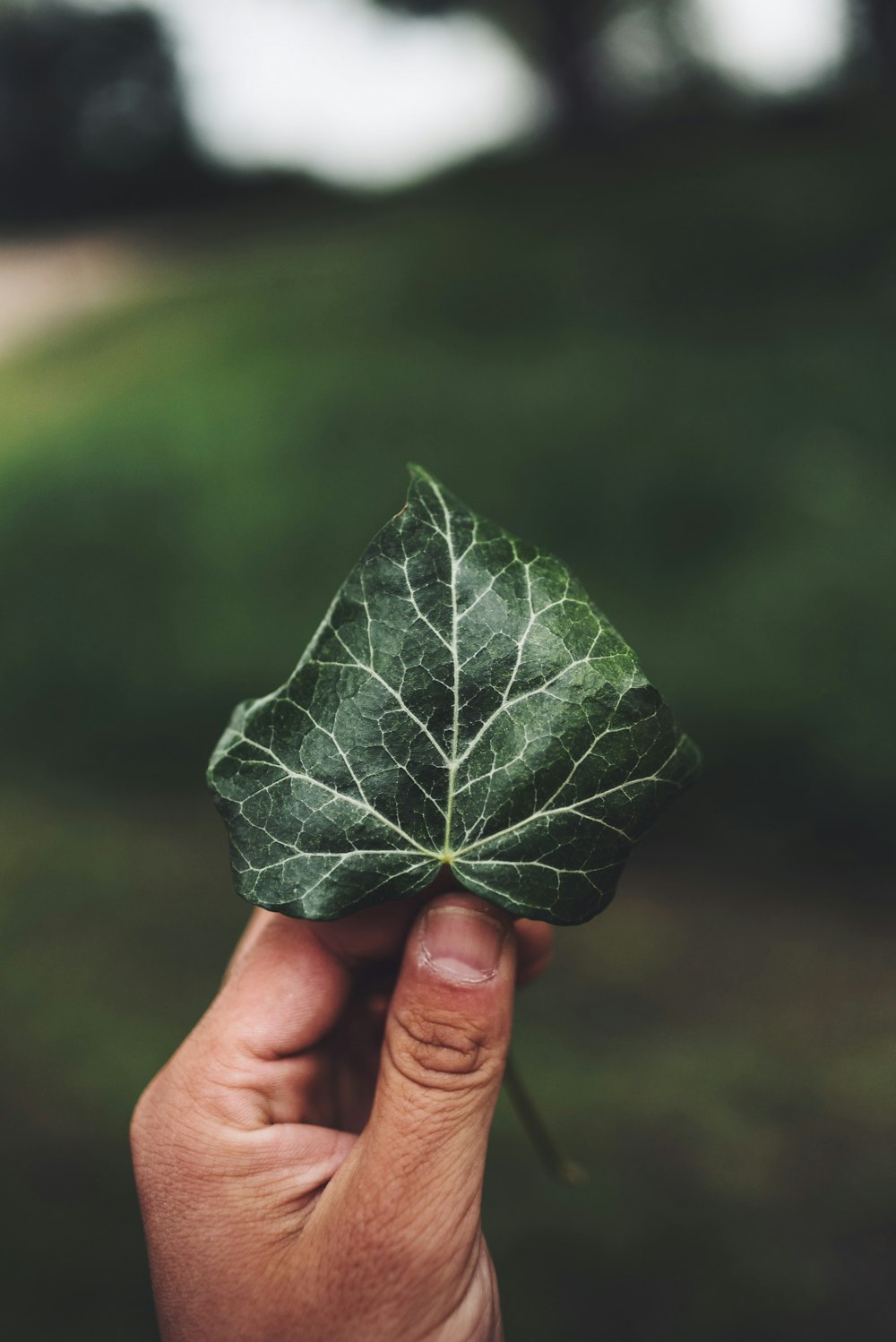 green-leafed plant