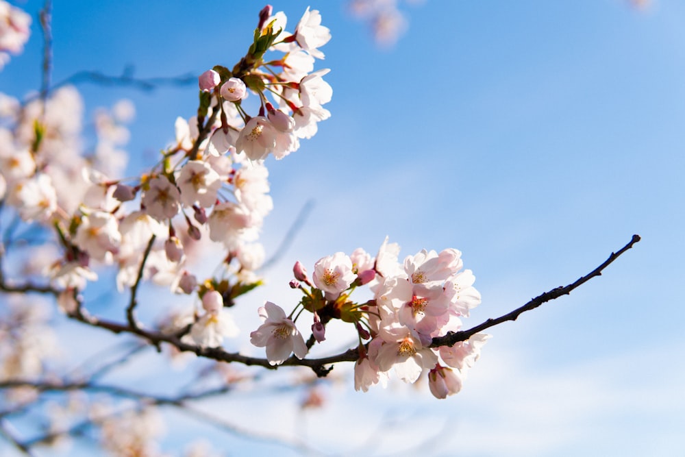 white petaled flower