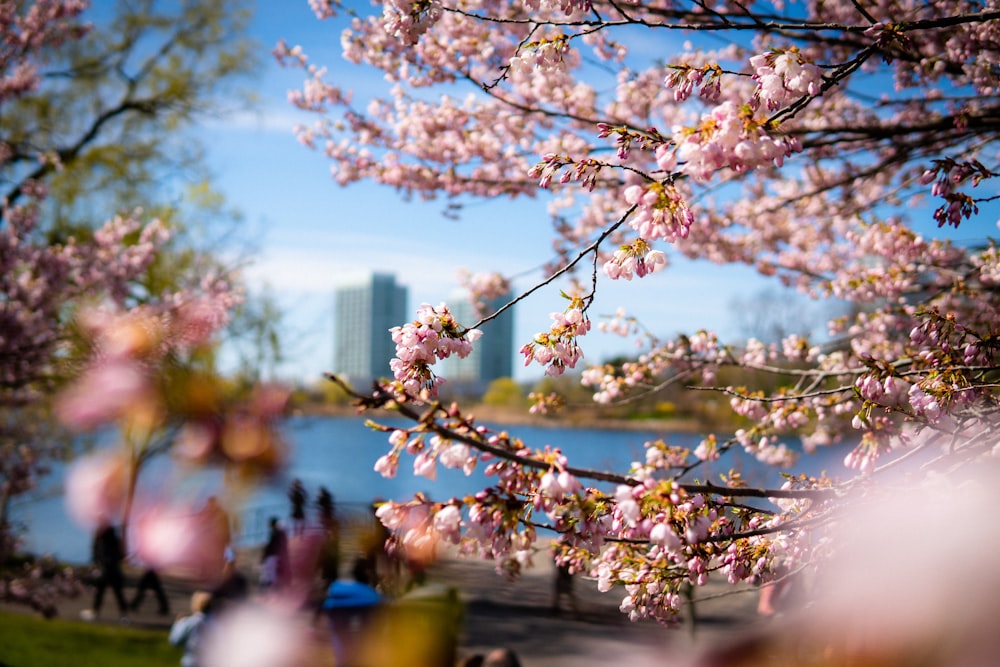 pink sakura tree