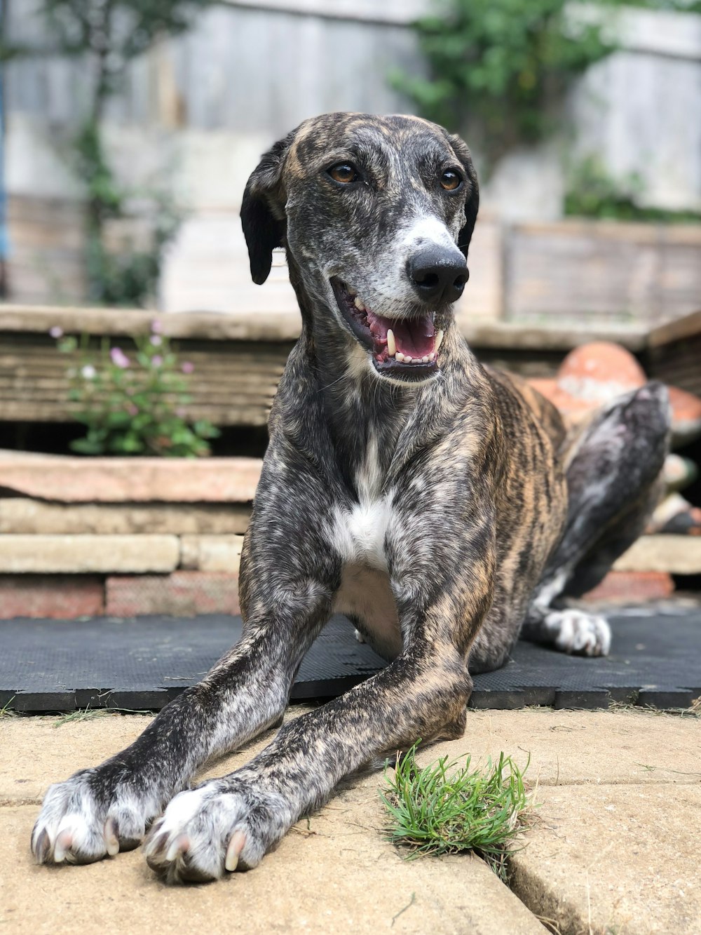 cão de caça adulto brindle