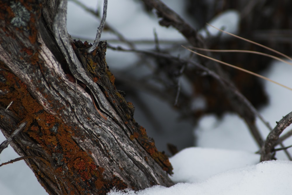 selective focus photography of brown tree trunk